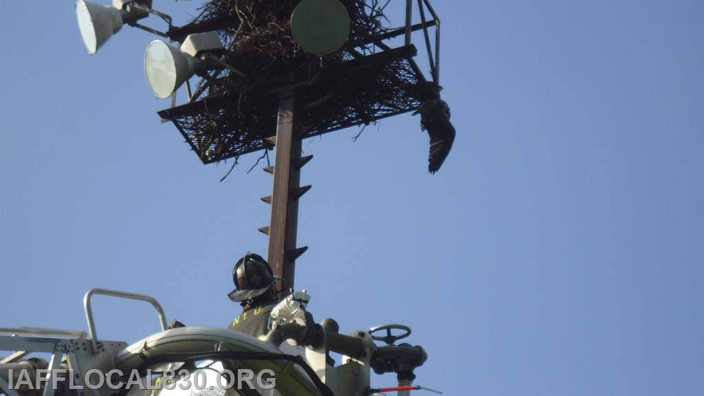 7/29/2013 Osprey Rescue