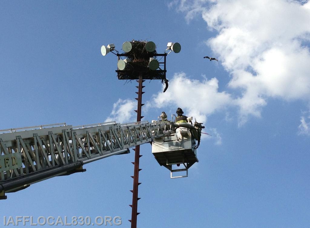7/29/2013 Osprey Rescue